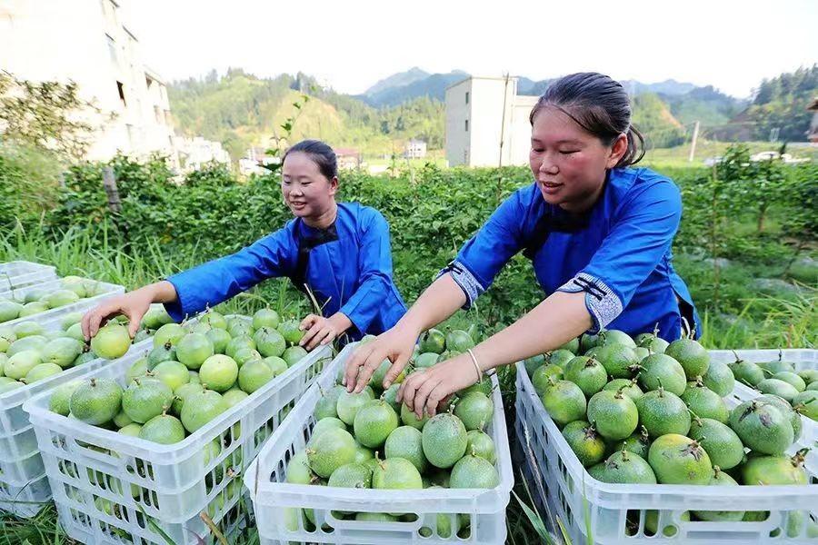 银行纸黄金，投资新宠与风险考量