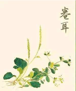 智慧之趣，挑战猜100个蔬菜的谜语