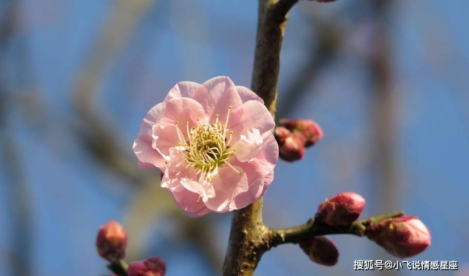左岸春风下的双色球，贤妻良母的智慧与幸运