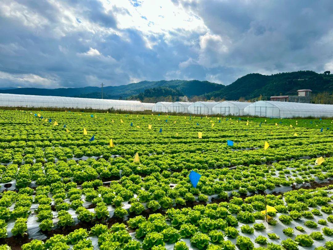 女排精神再燃！中国女排逆袭战胜意大利，书写新篇章
