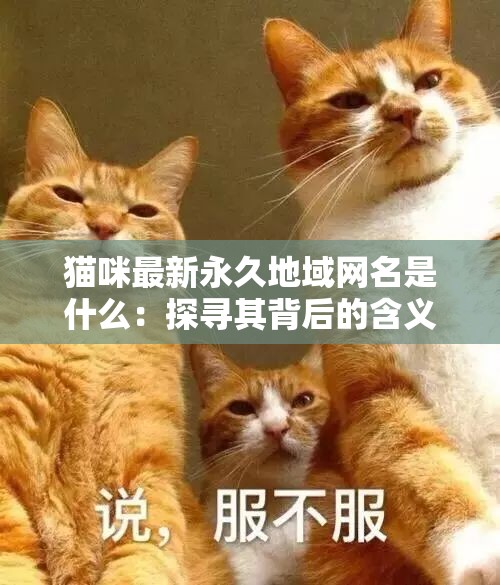 探索BYTV，一键跳转接口，轻松点击进入精彩网页猫咪最新永久地域网名是什么