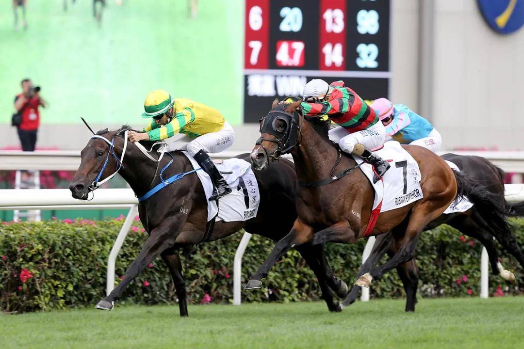 2019年马会全年资料回顾与展望二o一九年马会全年资料大全