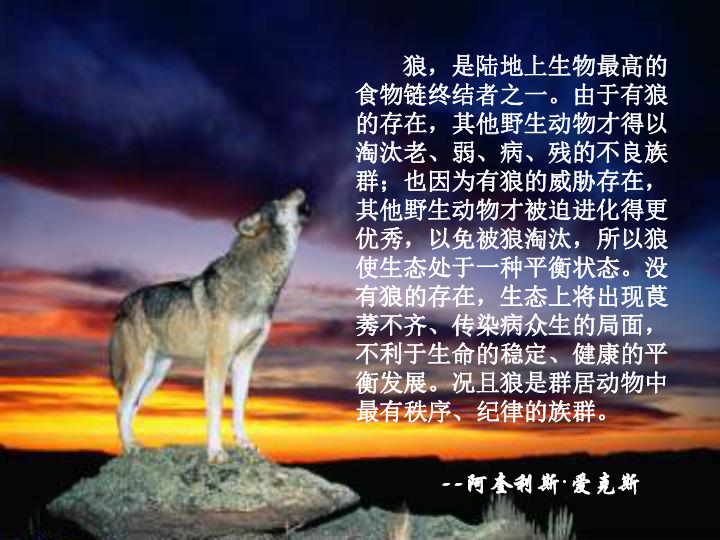 广西的狼精英主论坛，汇聚智慧与力量的网络平台广西的狼精英主论坛12366