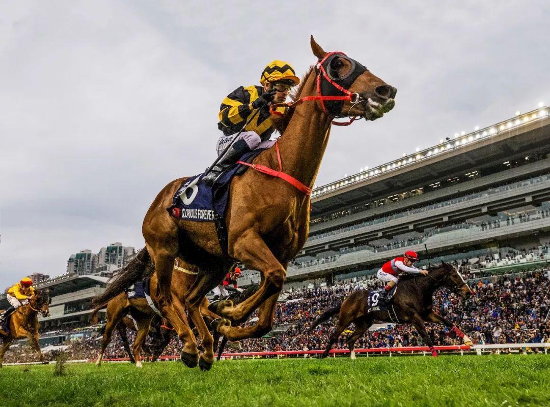 探索香港马会正版资料大全2019，赛马的智慧与激情香港正版马会免费资料大全