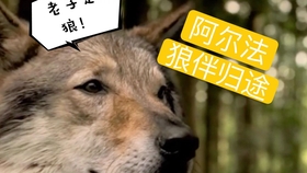 广西的狼论坛，探索地方文化与野性魅力的交汇广西狼权威精英论坛
