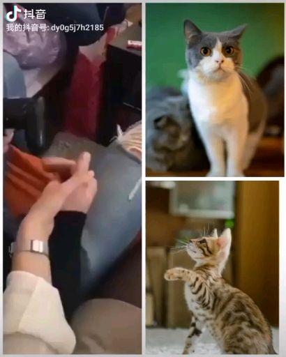 今日揭秘，四不像图—彩票界的神秘宝藏今天必中四不像图今期