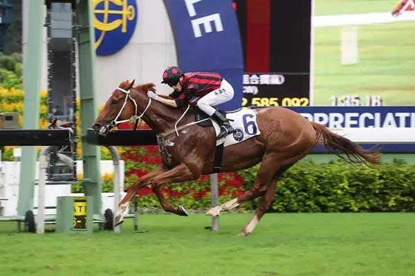 2019香港马会全年资料大全，精彩赛事与辉煌成就回顾香港2021年马会资料